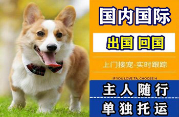 长治市宠物托运公司长治市宠物托运公司长治市宠物托运公司