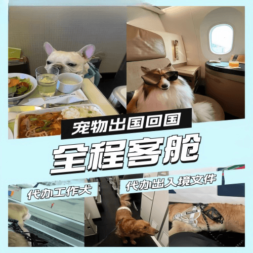 长治市宠物托运到白俄罗斯宠物入境规定和要求